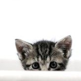 Auch das gibt es: Die Katze setzt sich in den Wäschekorb - und die Daten sind futsch.