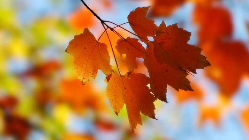 Hintergrundbilder kostenlos herbst desktop Hintergrundbild Herbst